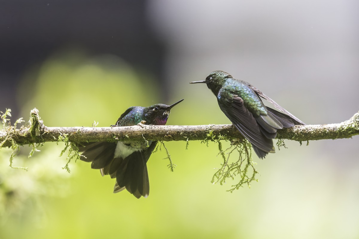 Tourmaline Sunangel - ML647731774