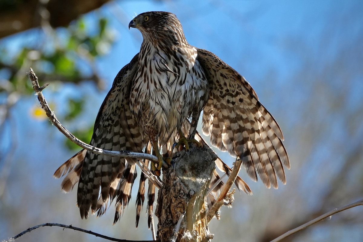 Cooper's Hawk - ML647731775