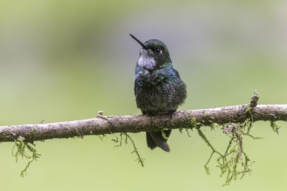 Tourmaline Sunangel - ML647731776