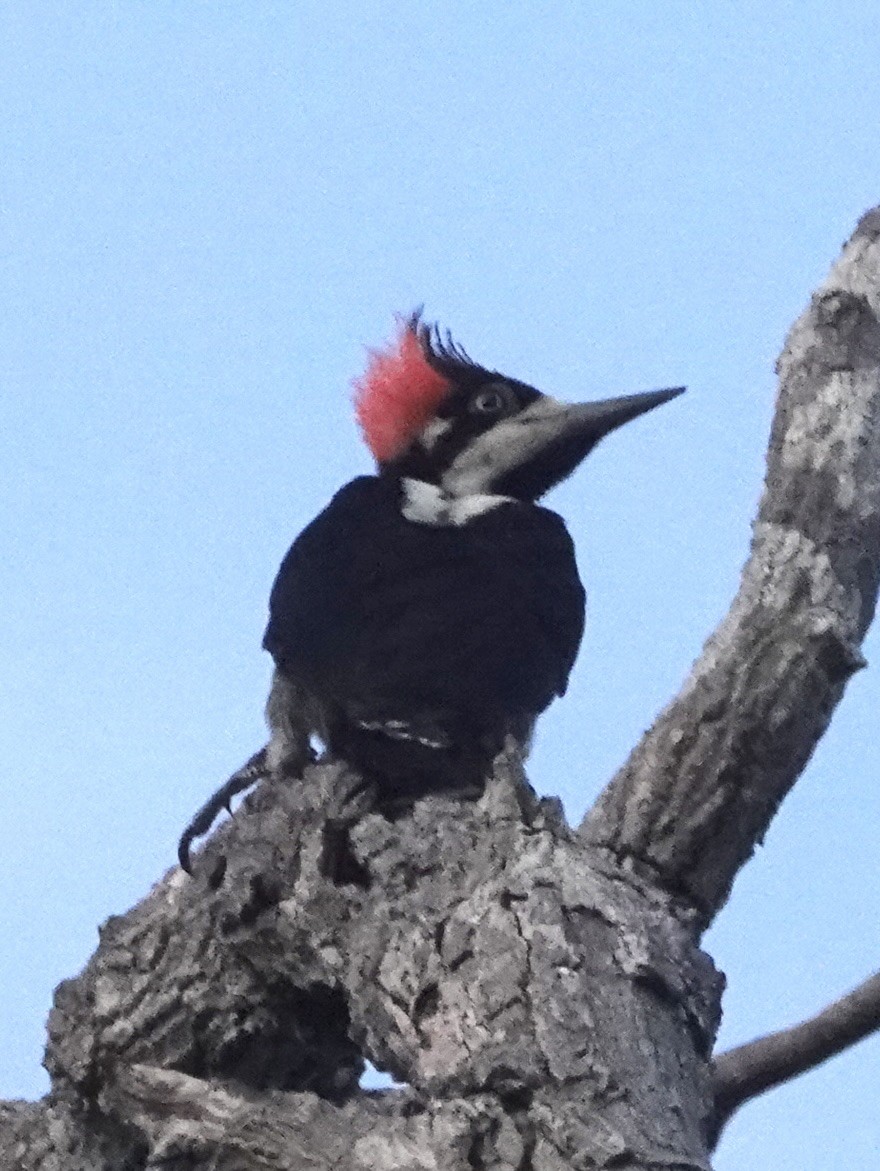 Crimson-crested Woodpecker - ML647731781