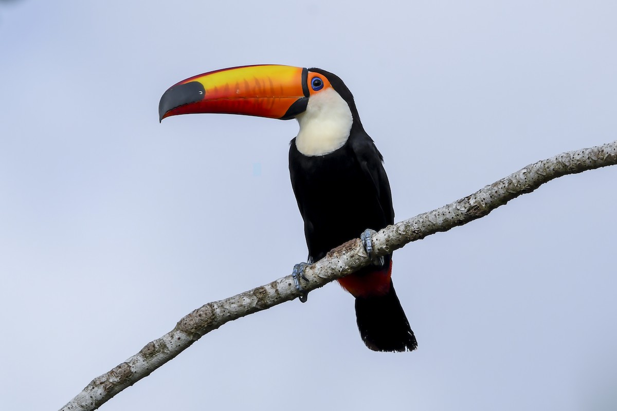 Toco Toucan - ML647731786