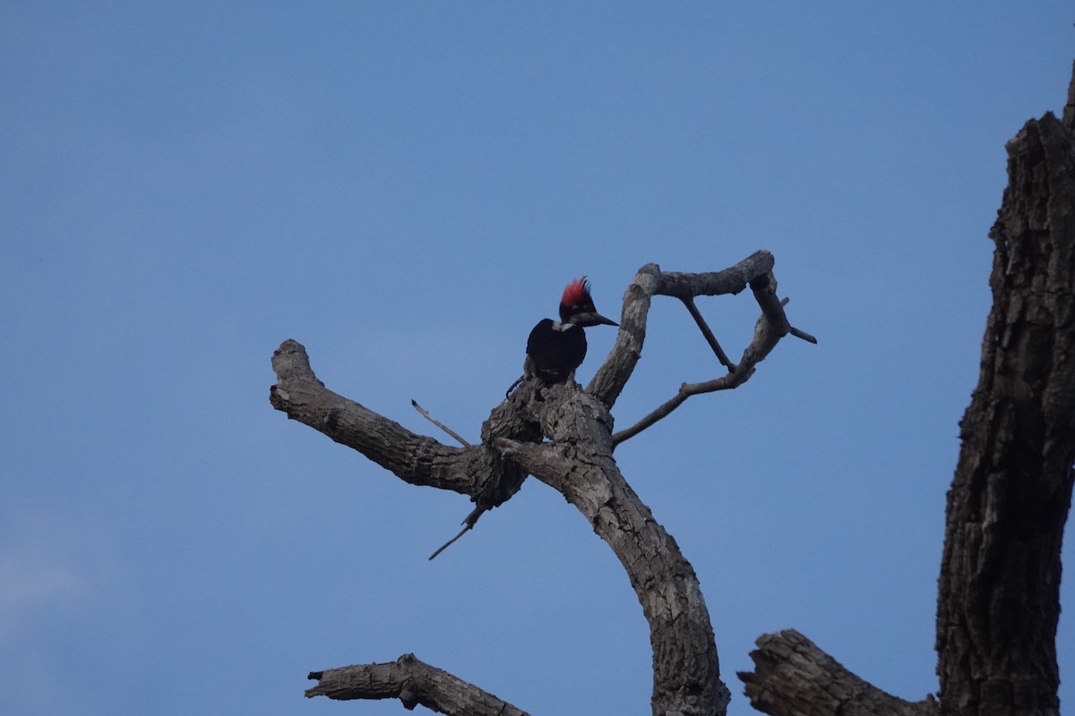 Crimson-crested Woodpecker - ML647731794
