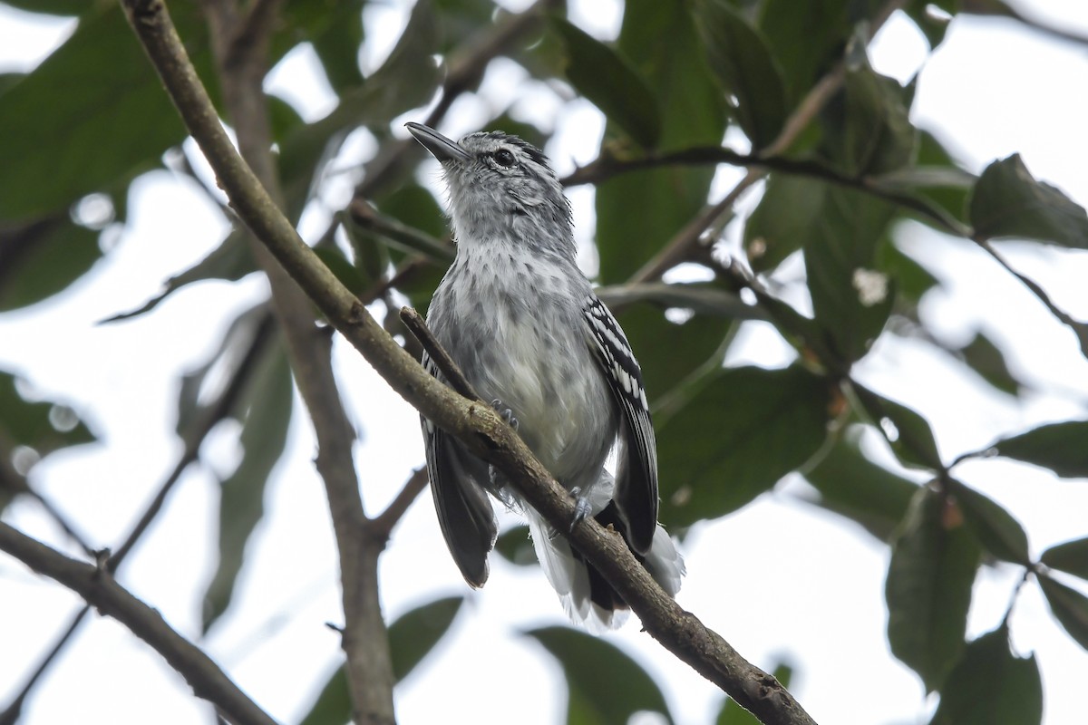 Large-billed Antwren - ML647731823