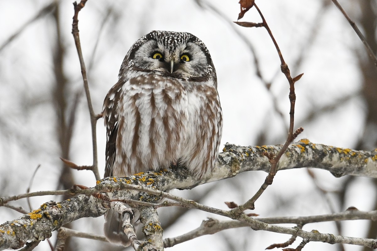 כוס חום - ML647731828