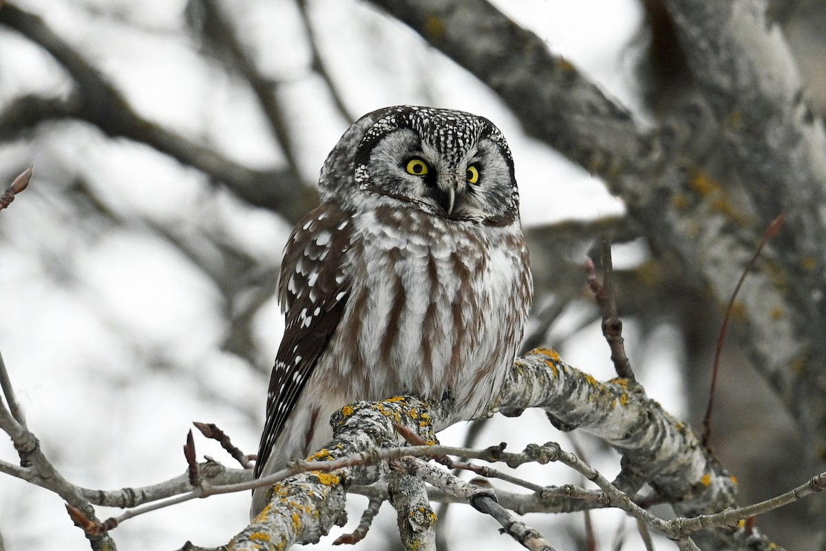כוס חום - ML647731830