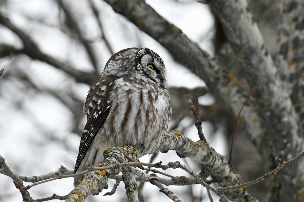 כוס חום - ML647731841