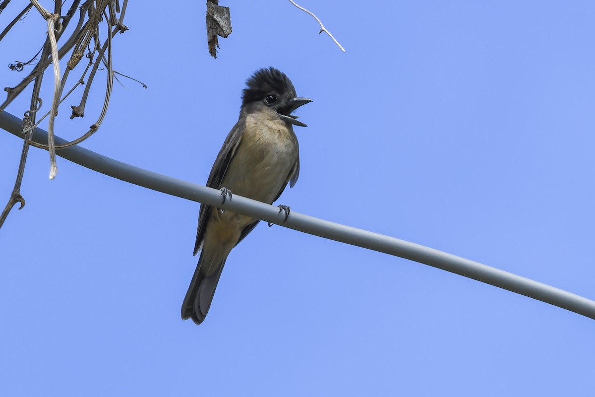 Crested Becard - ML647731843