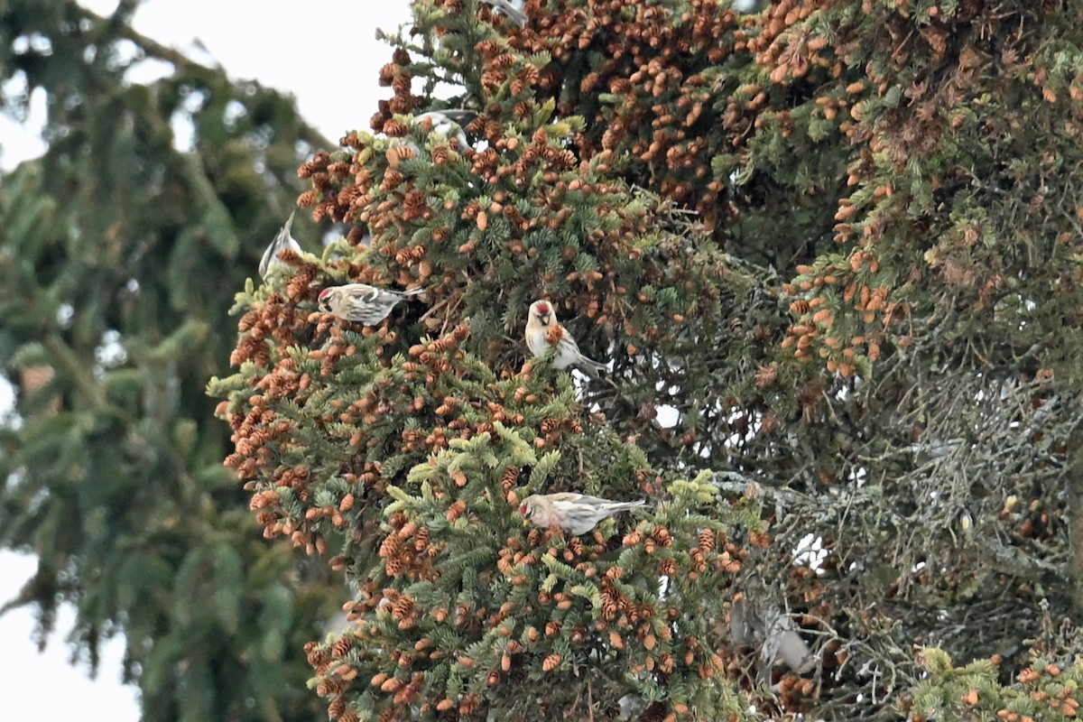 תפוחית שחורת-סנטר - ML647731857