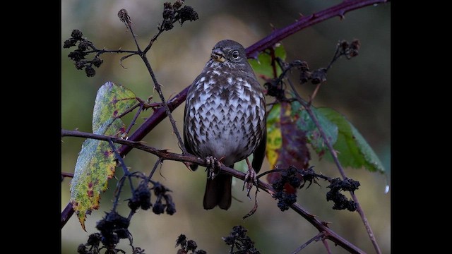 Пасовник рябогрудий - ML647731862