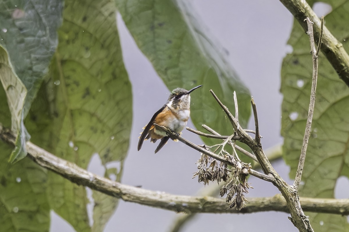 Ak Göbekli Ormanyıldızı - ML647731866