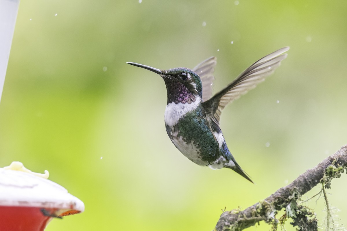 Ak Göbekli Ormanyıldızı - ML647731867