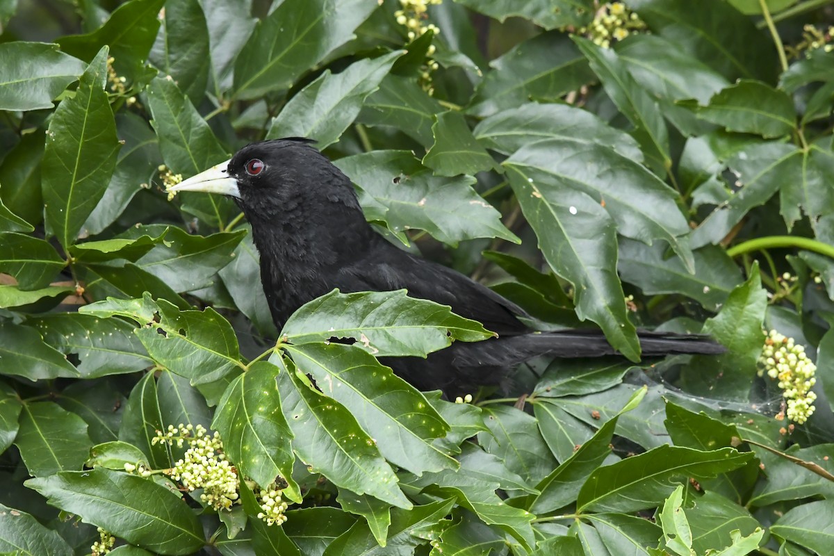 Solitary Black Cacique - ML647731868