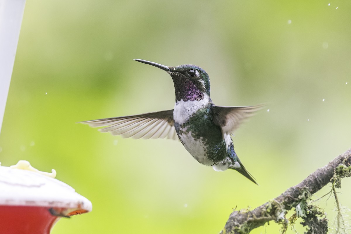Ak Göbekli Ormanyıldızı - ML647731869