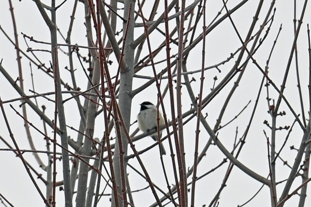 Black-capped Chickadee - ML647731870