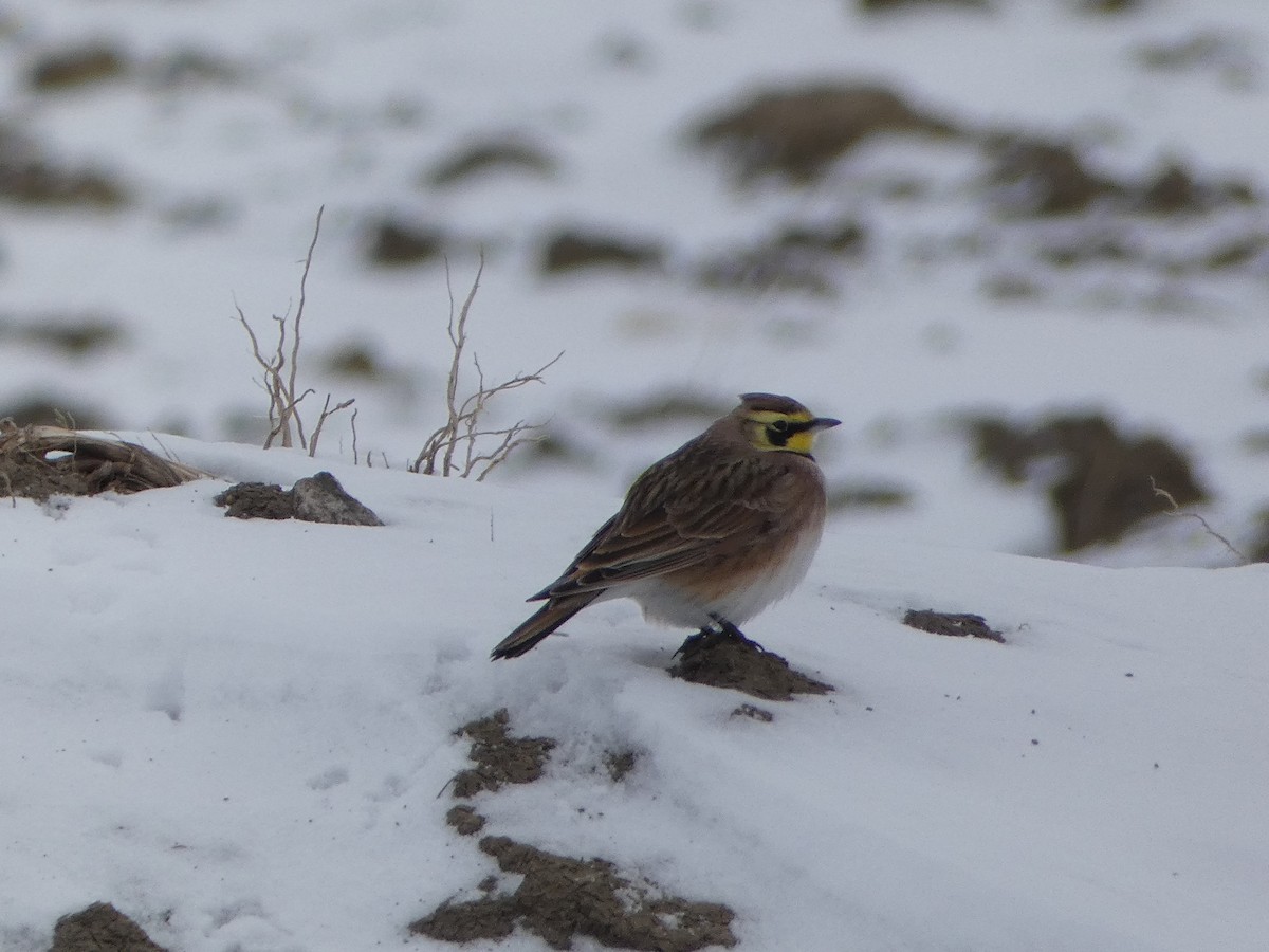 צחיחנית חרמון - ML647731874