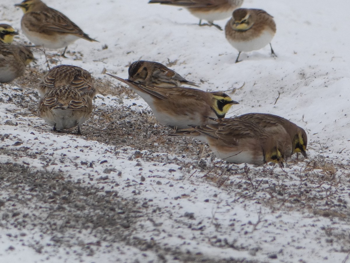 צחיחנית חרמון - ML647731875