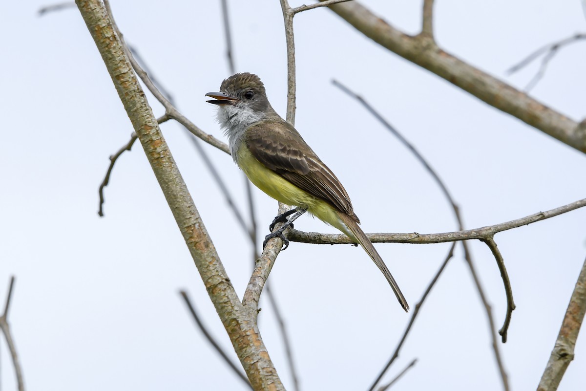 Short-crested Flycatcher - ML647731878