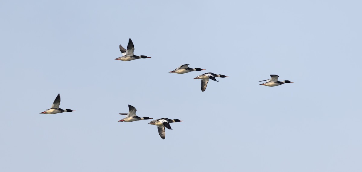 Serreta Mediana - ML647731885