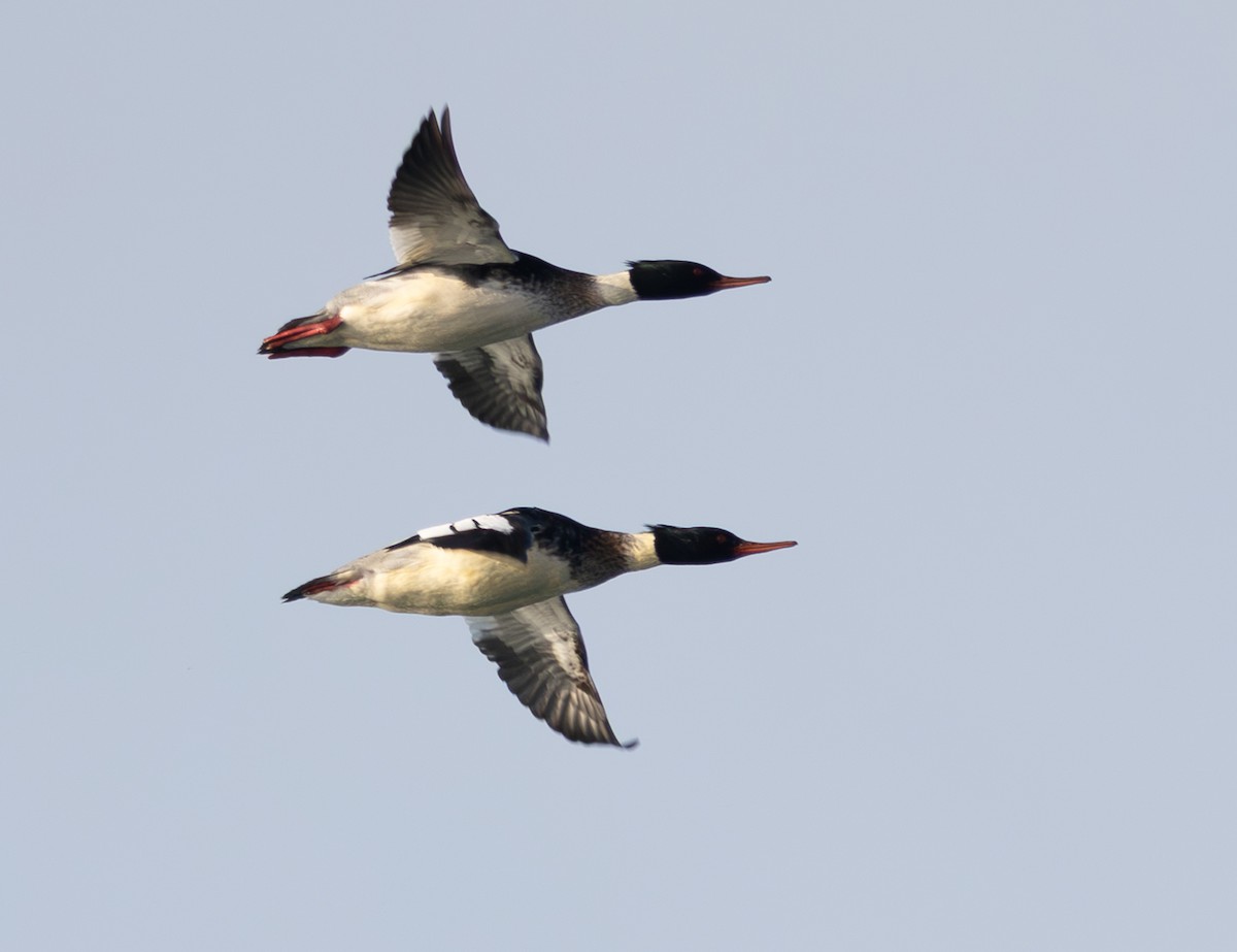 Serreta Mediana - ML647731886