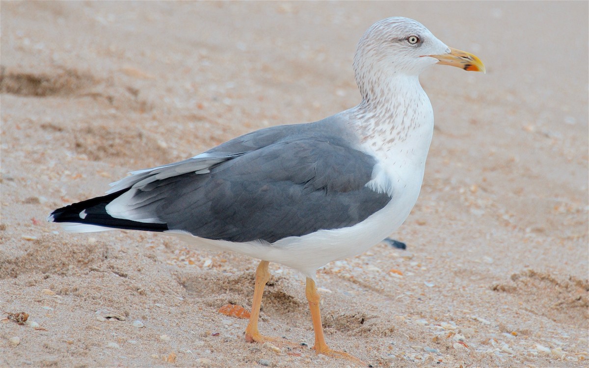Gaviota Sombría - ML647731891