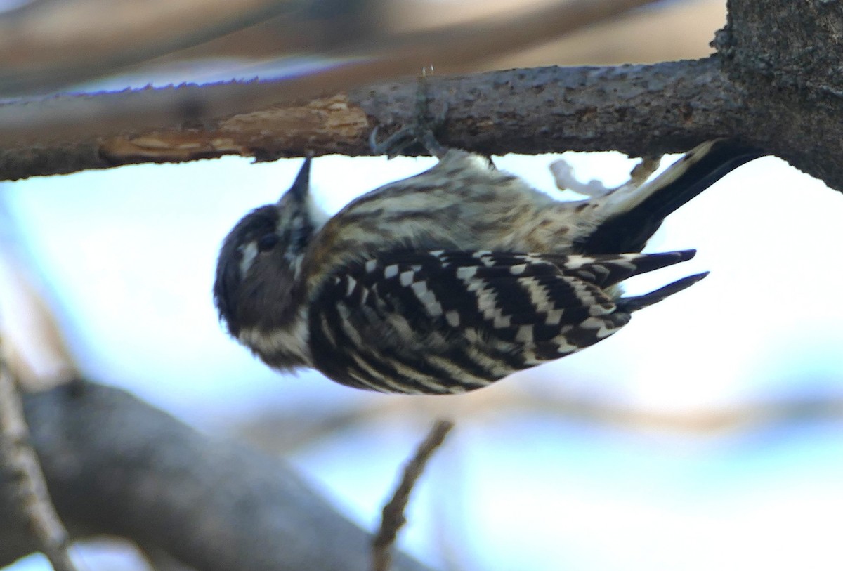 knøttspett - ML647731900