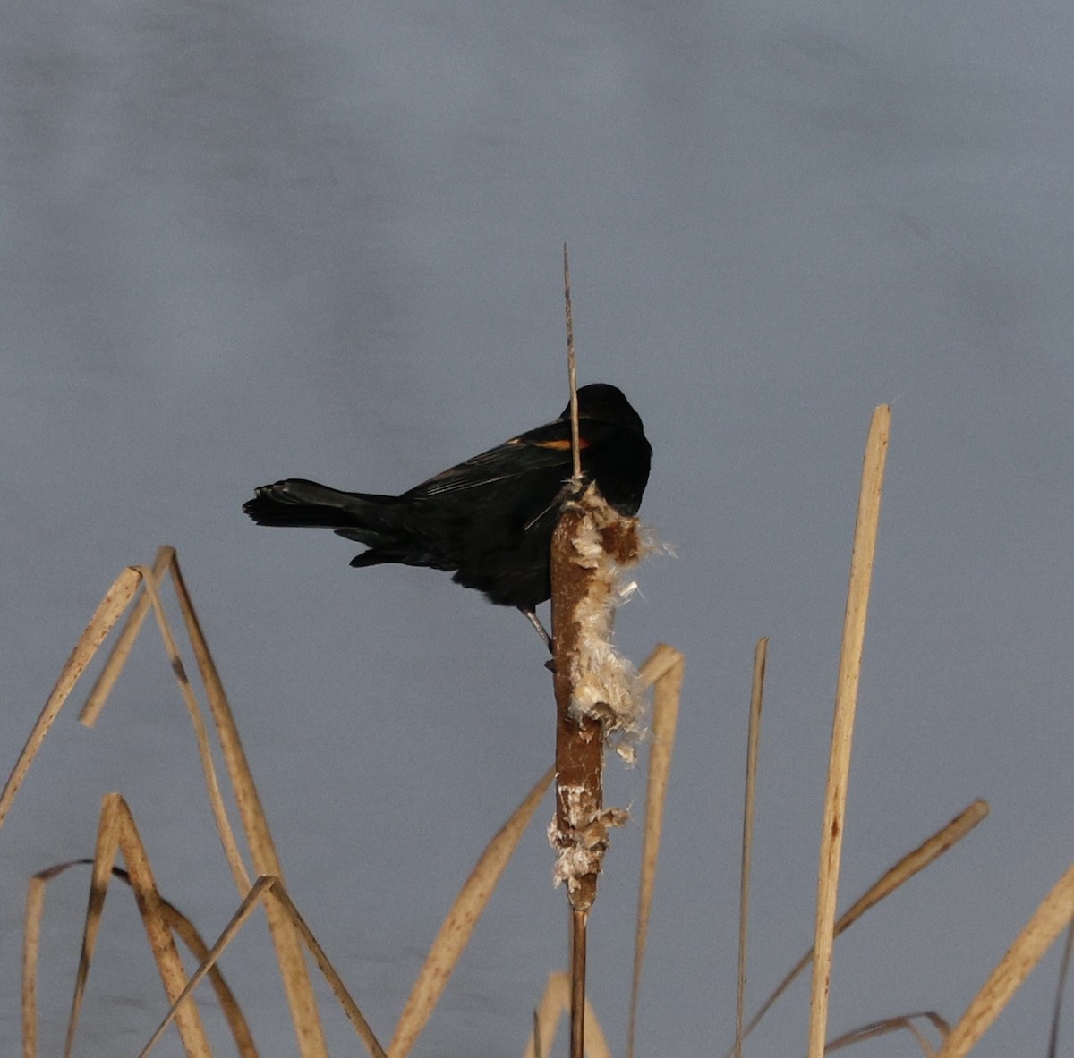 Red-winged Blackbird - ML647731901