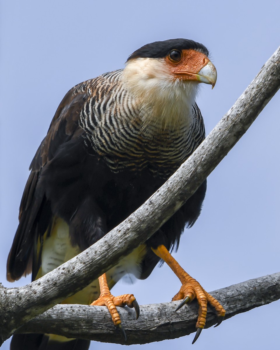 Crested Caracara - ML647731909