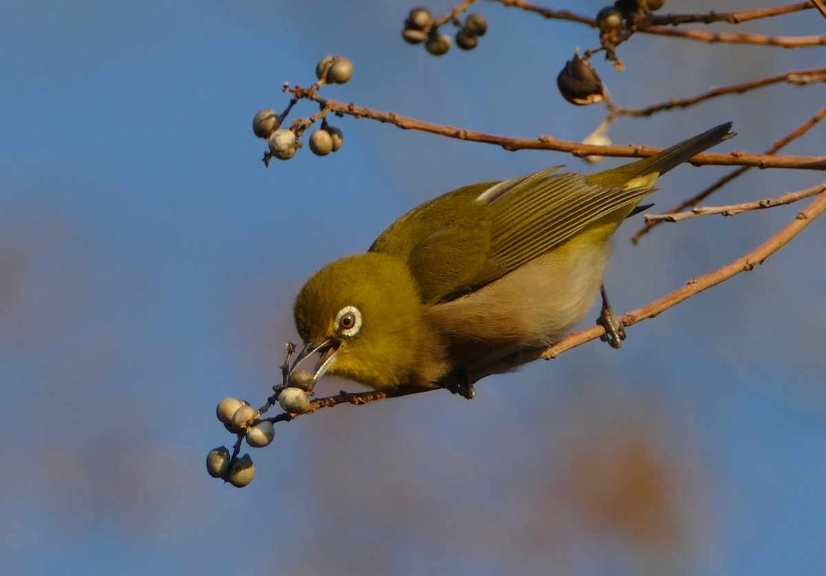 hagebrillefugl - ML647731913