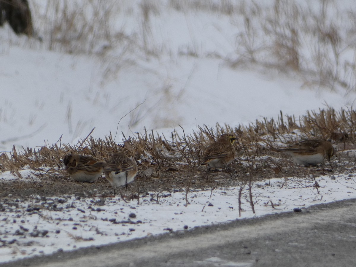 גיבתון לפלנדי - ML647731915