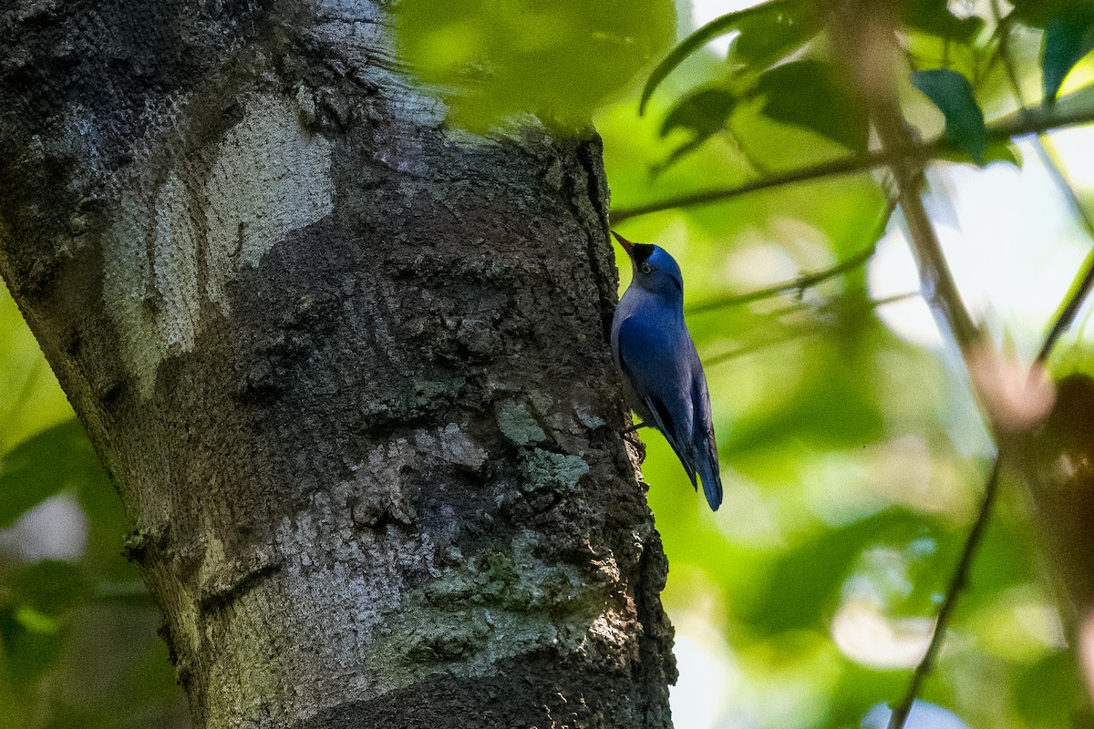 Velvet-fronted Nuthatch - ML647731925