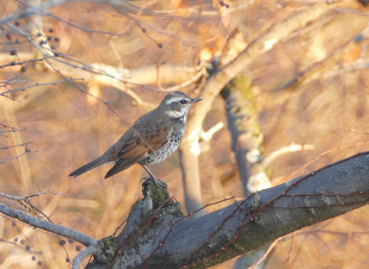 svartflekktrost - ML647731926