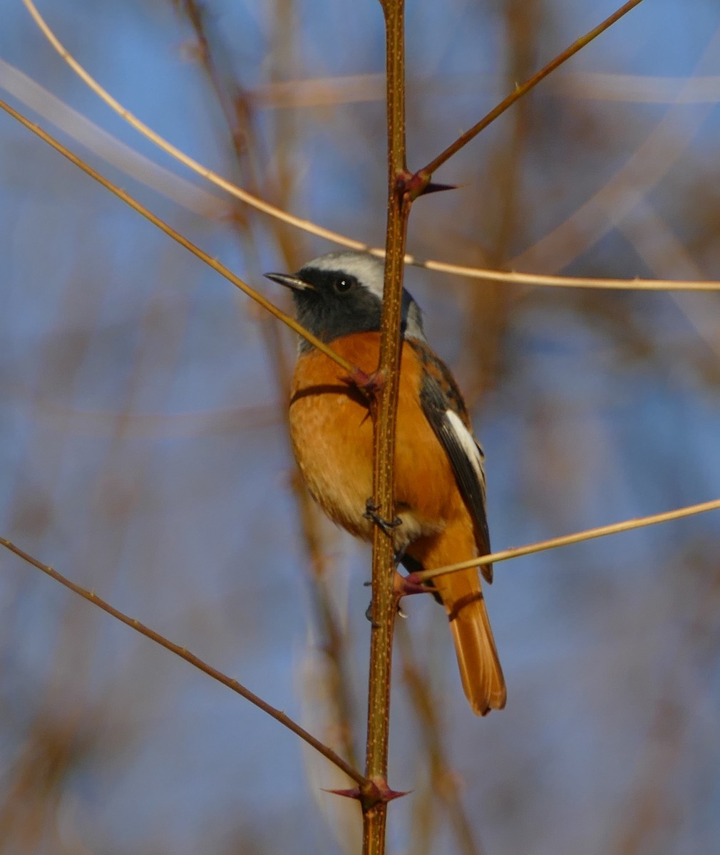 aurorarødstjert - ML647731935