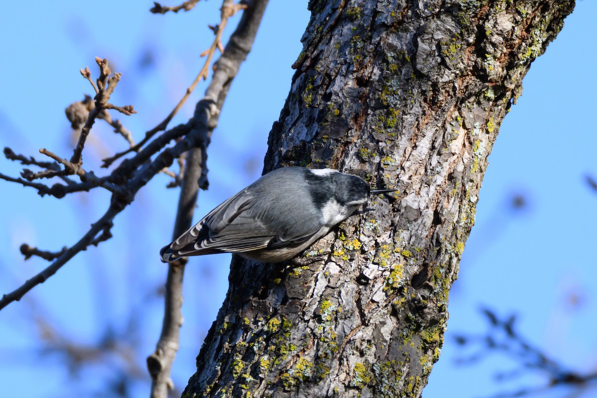 Sittelle à poitrine blanche - ML647731941