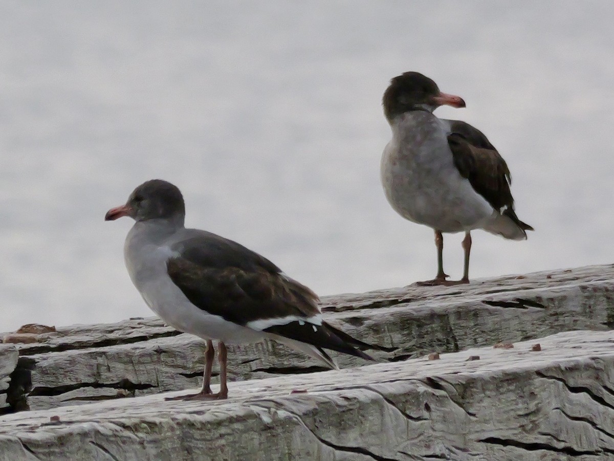 Dolphin Gull - ML647731943