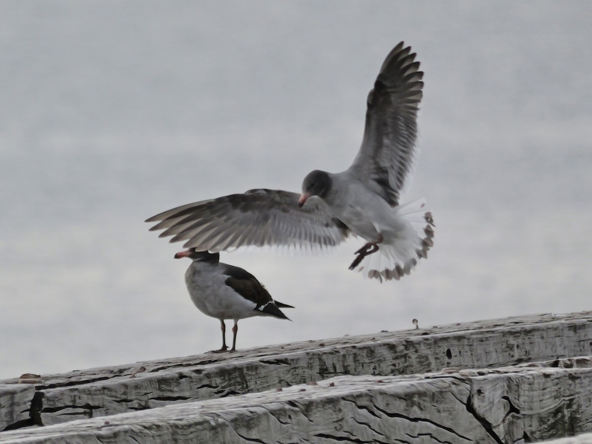 Dolphin Gull - ML647731944