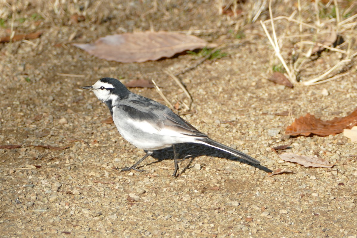 linerle - ML647731948