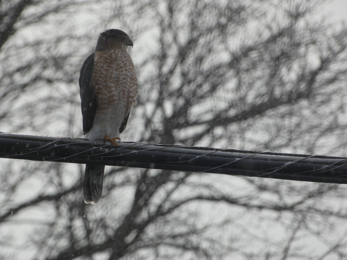 Cooper's Hawk - ML647731979