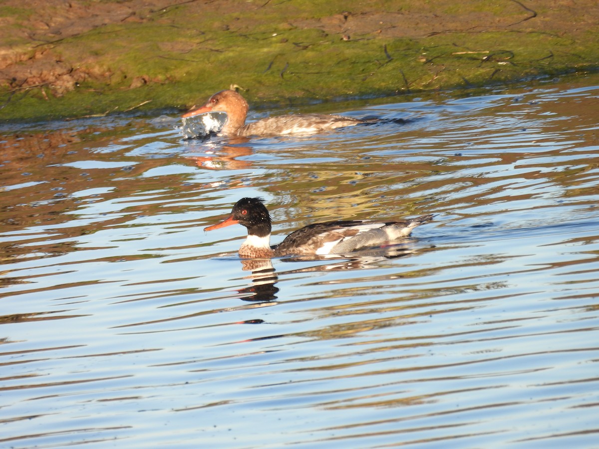 Serreta Mediana - ML647731995