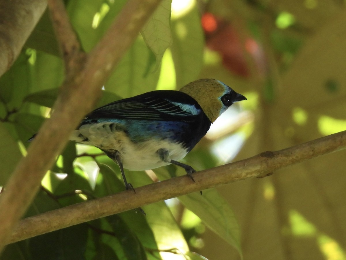 Goldscheiteltangare - ML647731998