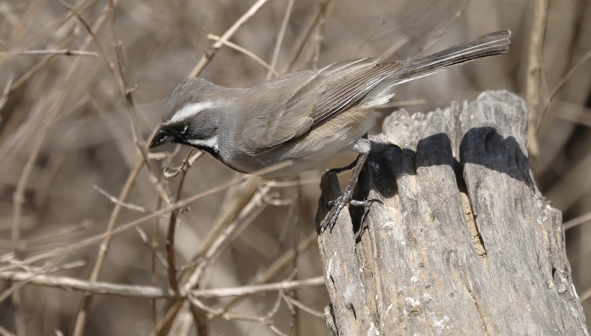 Black-throated Sparrow - ML647732002