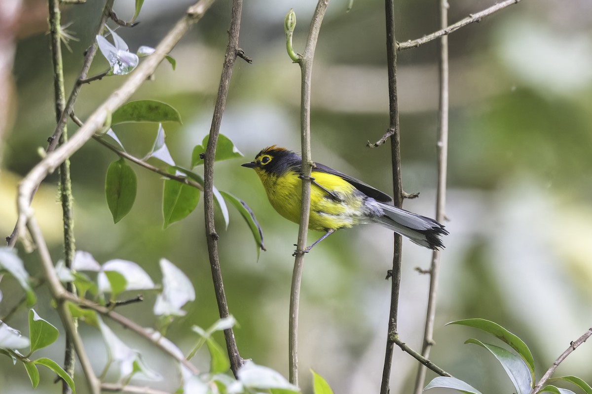 Spectacled Redstart - ML647732015