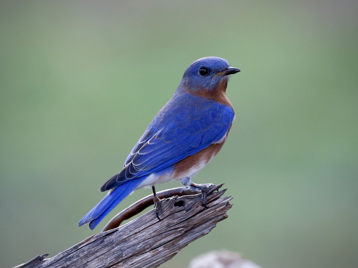 Azulejo Oriental - ML647732032