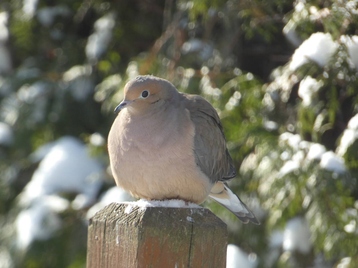 תורית אמריקנית - ML647732040