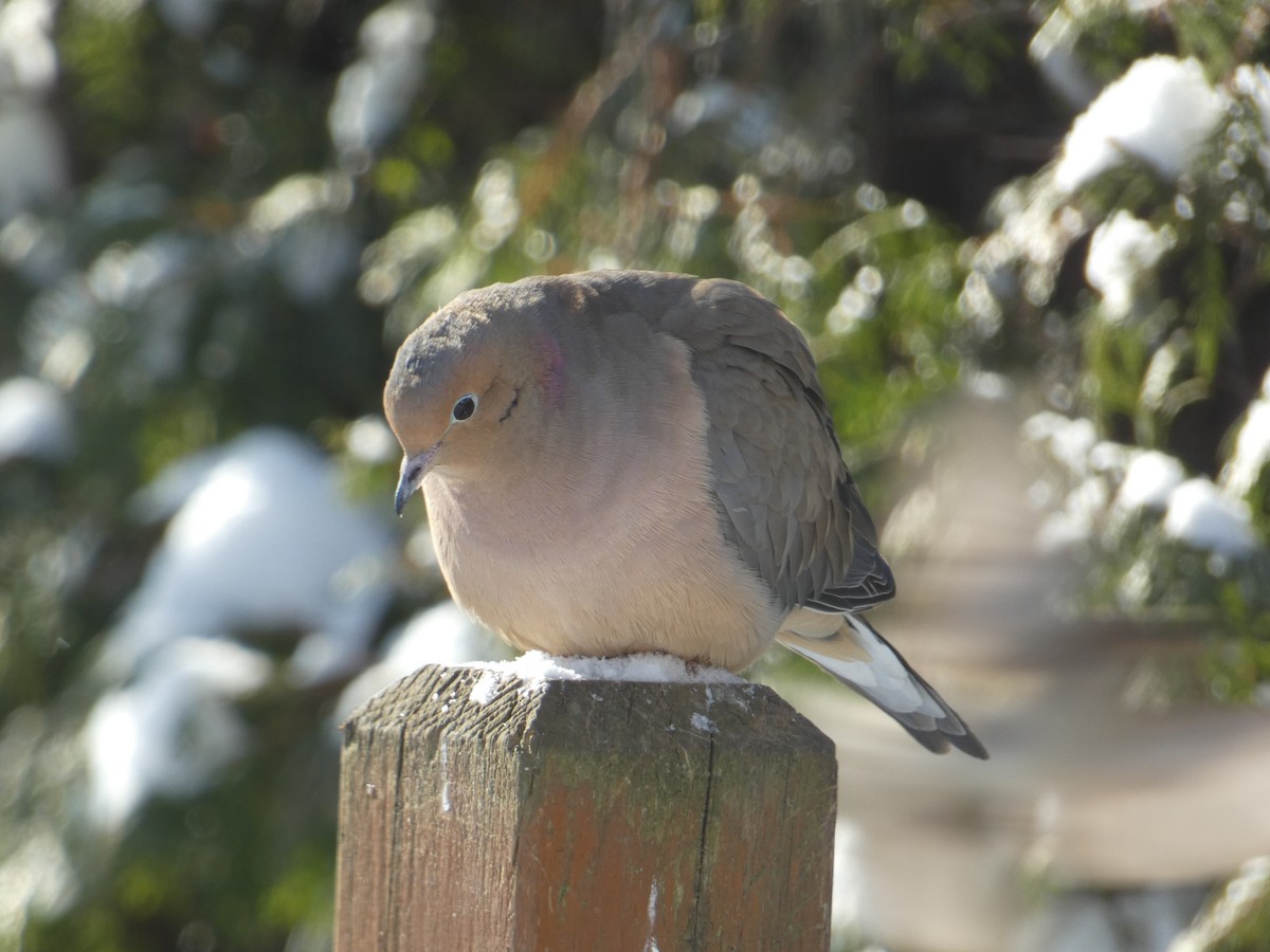 תורית אמריקנית - ML647732041