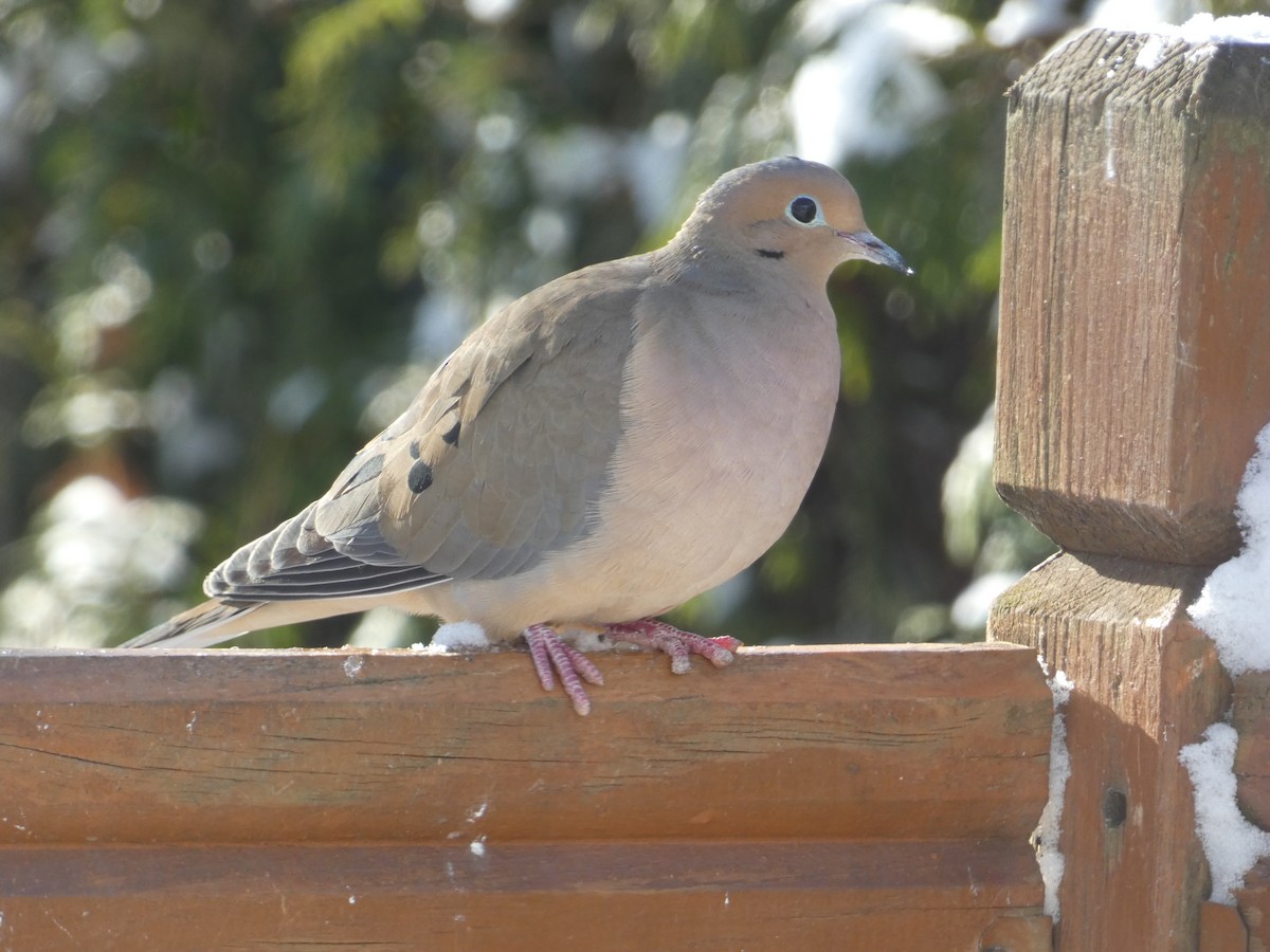 תורית אמריקנית - ML647732042