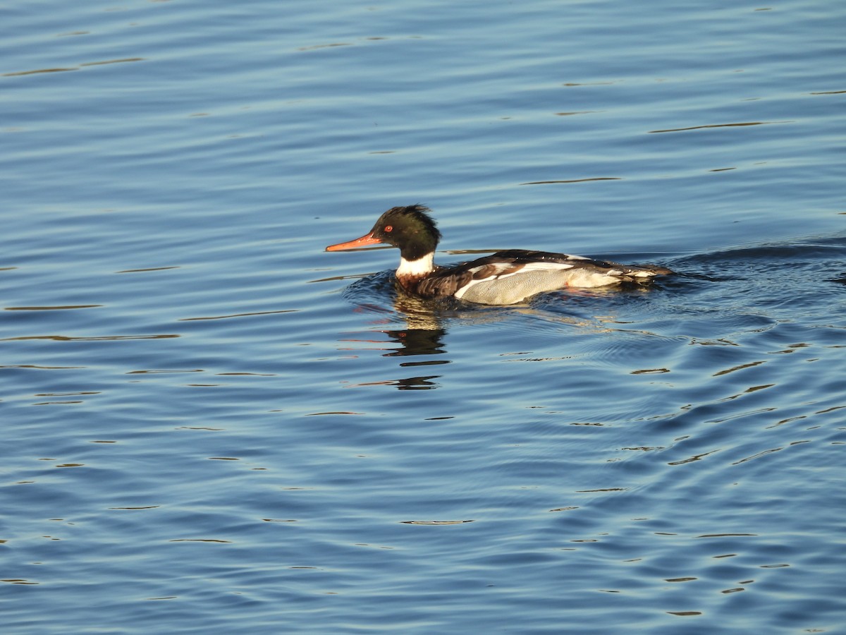 Serreta Mediana - ML647732063