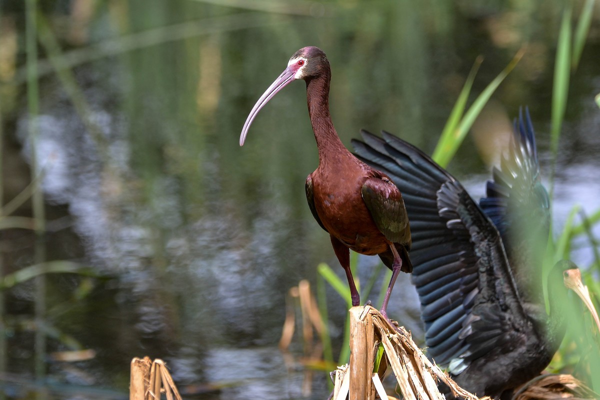 Beltzaran musuzuria - ML647732064