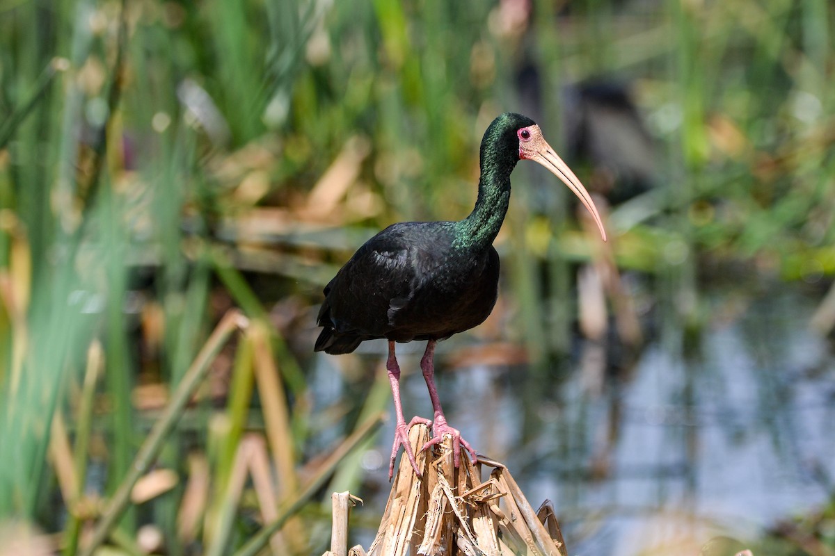 Bare-faced Ibis - ML647732074