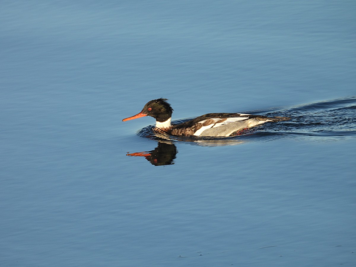 Serreta Mediana - ML647732077