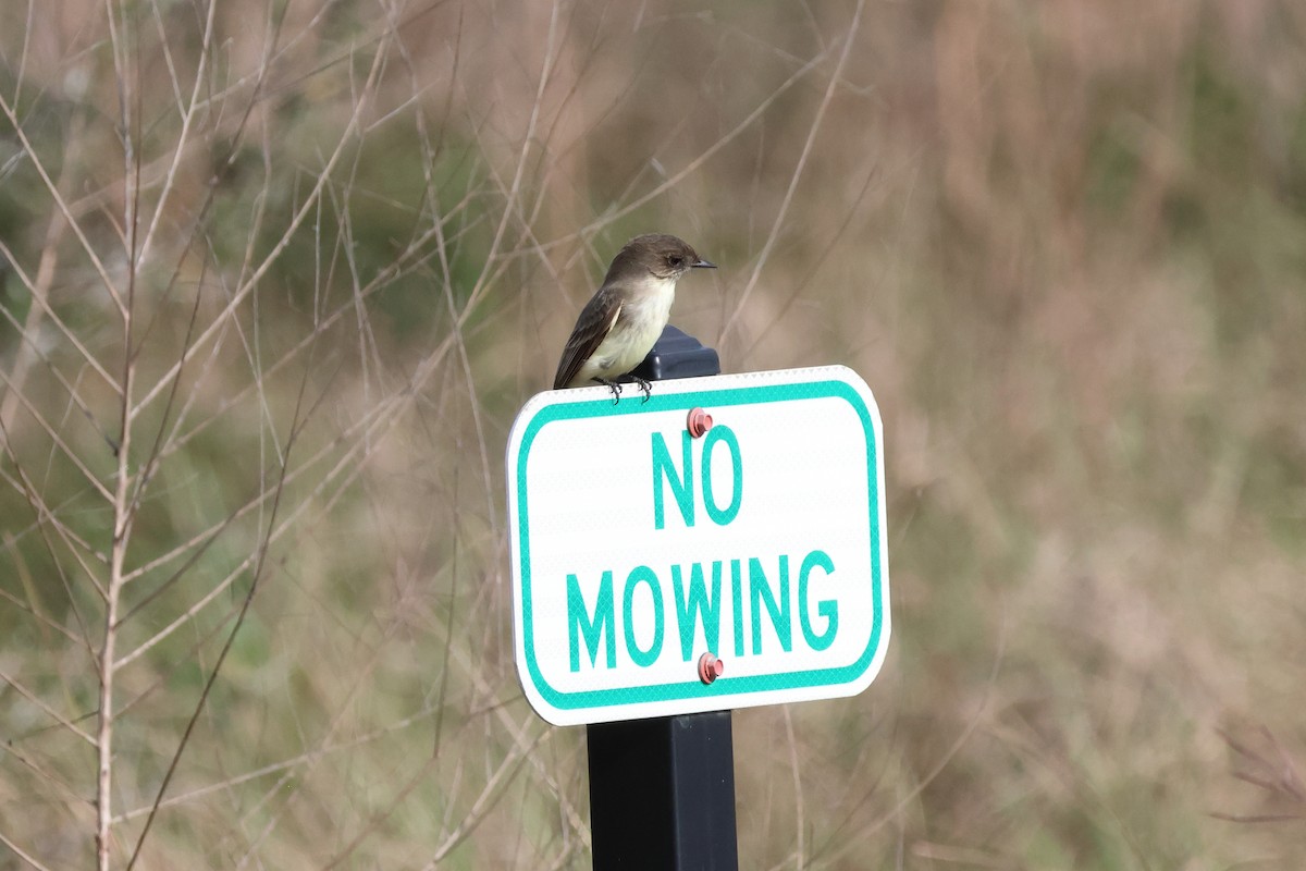 Eastern Phoebe - ML647732078